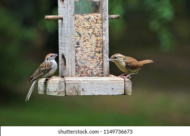 Bird Feeder Images Stock Photos Vectors Shutterstock