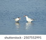 A pair of caspian terns, one with a fish in its beak, and the other wanting its catch. Edwin B. Forsythe National Wildlife Refuge, Galloway, New Jersey.