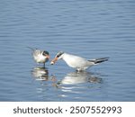 A pair of caspian terns, one with a fish in its beak, and the other wanting its catch. Edwin B. Forsythe National Wildlife Refuge, Galloway, New Jersey.