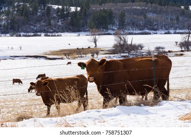 A pair of cattle looking at the camera, standing in a snowy field with a tree covered hillside and more cows in the distance.