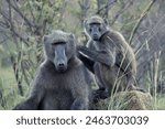 A pair of Chacma Baboons, Papio ursinus, in the Pilanesberg National Park in South Africa