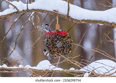 Pair Of Chickadee Birds Perched On Holiday Bird Seed Wreath On Snowy Branch