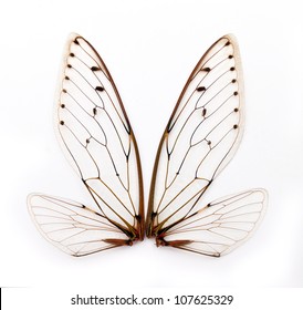 A Pair Of Cicada Insect  Wings