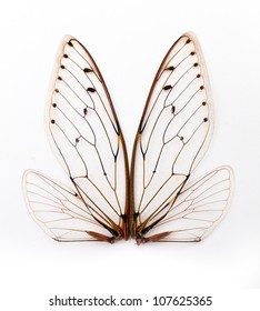 A Pair Of Cicada Insect  Wings