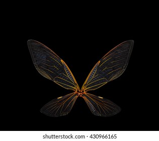 A Pair Of Cicada Insect Wings On Black