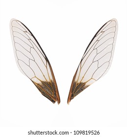 A Pair Of Cicada Wings Isolated On White