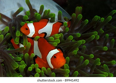 Pair of Clown fish in green anemone