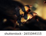 A pair of Clown Loach (Chromobotia macracanthus)