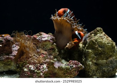 A pair of clownfish nestled in a sea anemone on a vibrant coral reef, showcasing marine life interaction in an aquarium underwater theme - Powered by Shutterstock