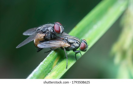 Pair Of Cluster Flies On The Blade Of Grass.