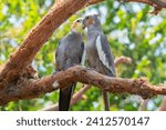 A pair of cockatiel parrots perched on a tree branch