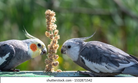 603 Cockatiel feeding Images, Stock Photos & Vectors | Shutterstock