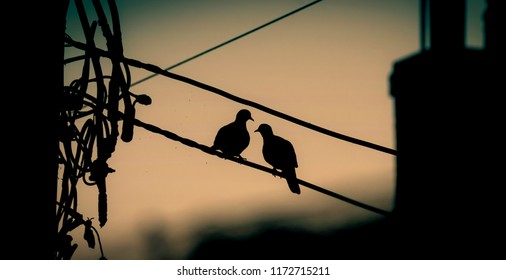 Pair of collared doves sitting on telephone wires on summer evening