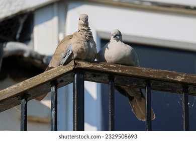 A pair of collared doves sitting on a balcony railing in the sunshine