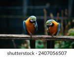 A pair of colorful macaws in loving moment. in park