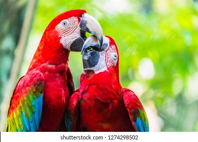 Pair of colorful Macaws parrots, Ara parrots ,Scarlet Macaw and Great green macaw, two birds perched on on the branch