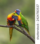 A pair of colorful rainbow lorikeets, iconic Australian parrots preening each other wet feathers after rain as they perch on a branch in a suburban garden on the Gold Coast in Queensland, Australia.