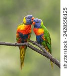 A pair of colorful rainbow lorikeets lovingly preening and cleaning each others feathers while perched on a branch in a suburban garden on the Gold Coast in Queensland, Australia after a rainstorm