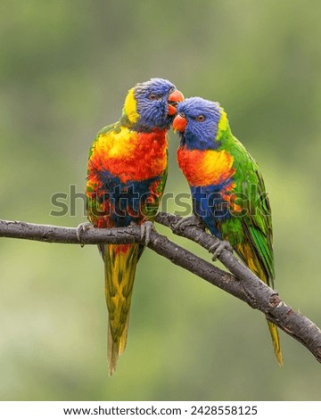 A pair of colorful rainbow lorikeets lovingly preening and cleaning each others feathers while perched on a branch in a suburban garden on the Gold Coast in Queensland, Australia after a rainstorm