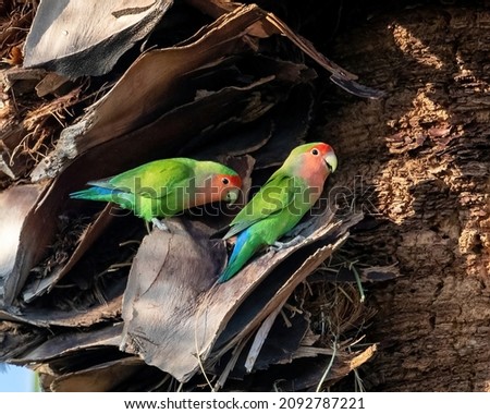 A pair of colorful Rosy-faced Lovebirds perched on the dry fronds of a Palm Tree.