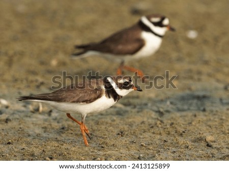 A pair of Commom ringed plover at mameer, Bahrain  Foto stock © 