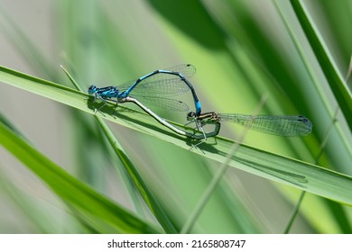 Pair Of Common Blue Damselflies (Enallagma Cyathigerum) Mating On A Branch, Norfolk, UK.