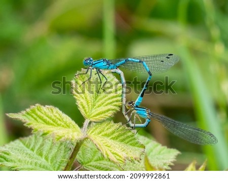 A pair of common blue damselflies (Enallagma cyathigerum) seen mating in July