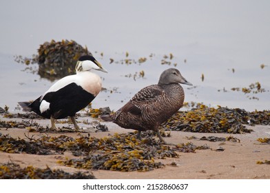 A pair of common eider, somateria mollissima, cuddy's duck, Scotland, UK - Shutterstock ID 2152860637