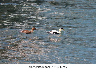Pair Common Eiders