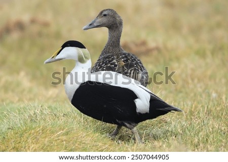 Pair of Common eiders , St. Cuthbert's ducks, Cuddy's ducks - Somateria mollissima, male and female on green grass. Photo from Djupivogur in East Iceland.