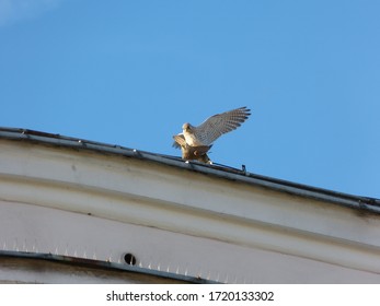 Pair of common (Eurasian) kestrels copulating
