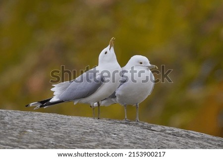 Similar – Image, Stock Photo A sea rat rarely comes alone