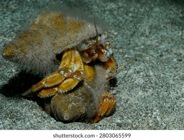 A pair of common hermit crabs fighting on a sandy seabed