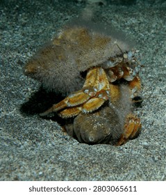 A pair of common hermit crabs fighting on a sandy seabed