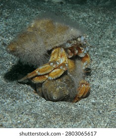 A pair of common hermit crabs fighting on a sandy seabed