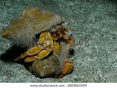 A pair of common hermit crabs fighting on a sandy seabed