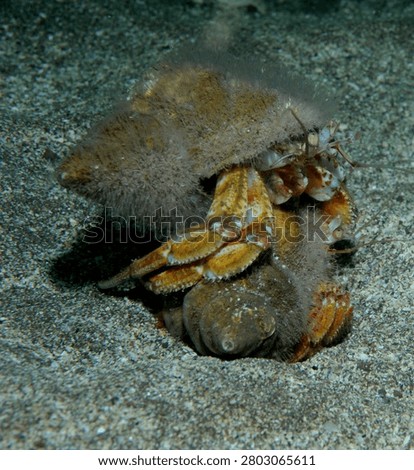 A pair of common hermit crabs fighting on a sandy seabed