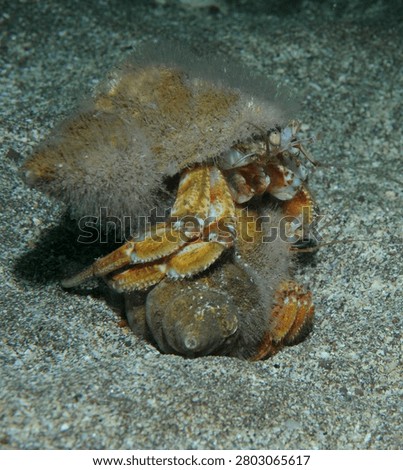 A pair of common hermit crabs fighting on a sandy seabed