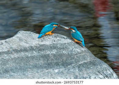 A pair of Common Kingfishers interact over a fresh catch on a river rock, showcasing bright plumage and natural behavior.