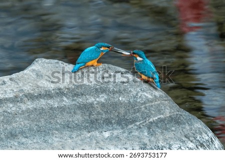 A pair of Common Kingfishers interact over a fresh catch on a river rock, showcasing bright plumage and natural behavior.