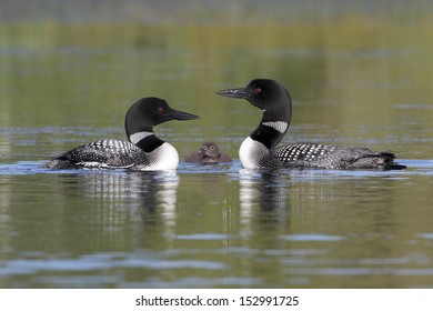 Pair of Common Loons (Gavia immer) Keeping Watch Over Their Baby - Haliburton, Ontario