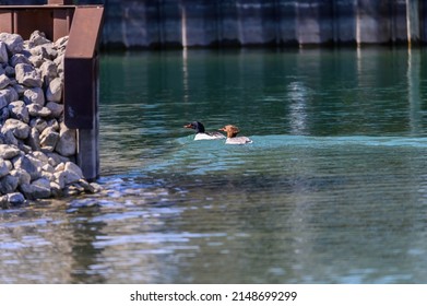 A pair of common mergansers swim in a lay on Harsen's Island, Clay Township, Michigan.