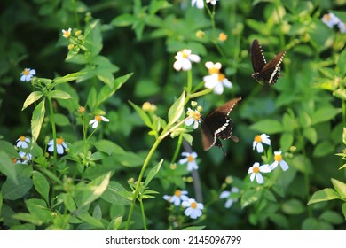 a pair of Common Mormon butterfly are dance between the daisy flower