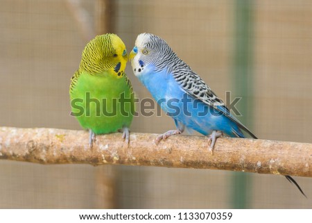 A pair of common parakeets is kissing on a branch 