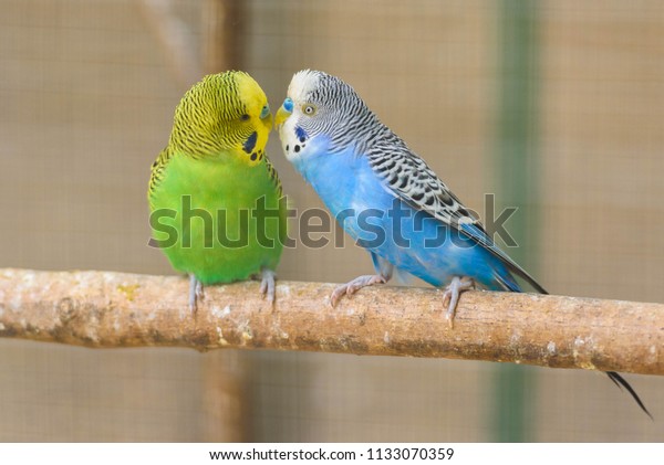 Parakeet Images Stock Photos Vectors Shutterstock