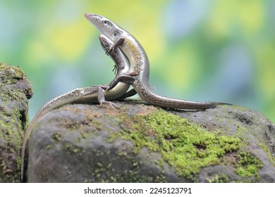 A pair common sun skinks prepare to mate moss  covered rock  This reptile has the scientific name Mabouya multifasciata 