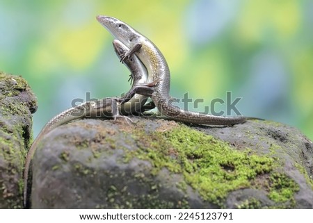 A pair of common sun skinks prepare to mate on a moss-covered rock. This reptile has the scientific name Mabouya multifasciata.