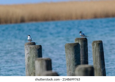 A pair of common terns perch on dock posts on Harsen's Island, Clay Township, Michigan.