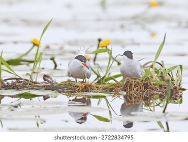 A pair of common terns (Sterna hirundo) are sitting on a nest on an aquatic plant. The male has unusually spread tail feathers.