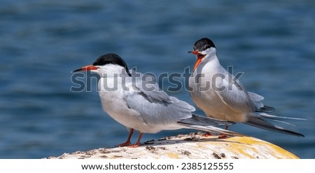 A pair of common terns (Sterna hirundo) appear to be having a conversation next to a river in May